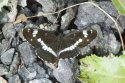 White Admiral
