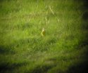 Spanish Wagtail?