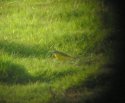 Spanish Wagtail?