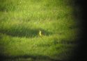 Spanish Wagtail?