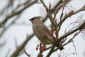 Waxwing