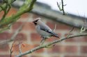 Waxwing