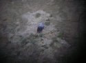 Wallcreeper
