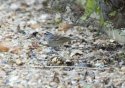 White Crowned Sparrow