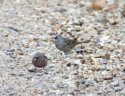 White Crowned Sparrow