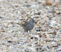 White Crowned Sparrow