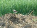 Greenland Wheatear