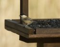Willow Tit