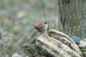 Wren