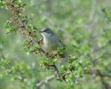 Whitethroat