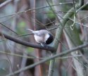 Willow Tit