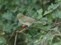 Willow Warbler