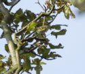 Yellow Browed Warbler