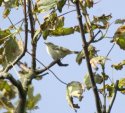 Yellow Browed Warbler