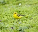 Yellow Wagtail