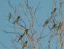 Bee eaters