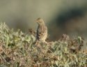 Ortolan Bunting