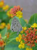 Lang's Short Tailed Blue