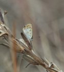 Sooty Copper