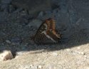 Two Tailed Pascha