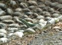 Wall Lizard