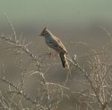 Crested Lark