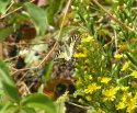 Corsican Swallowtail