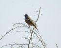 Cretzchmar's Bunting