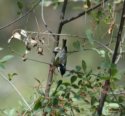 Coal Tit
