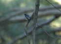 Cyprus Wheatear