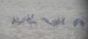 Demoiselle Crane