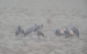 Demoiselle Crane