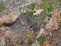 Edible Dormouse