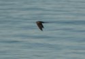 Elenora's Falcon