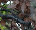 Firecrest