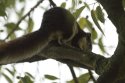 Finlayson's Squirrel
