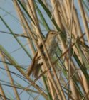 Great Reed Warbler