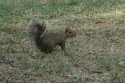 Grey Squirrel