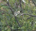 Indian Silverbill