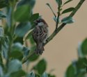 Italian Sparrow