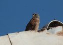 Kestrel