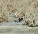 Kentish Plover