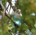 Blue Morph Masked Lovebird