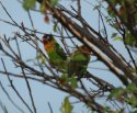 Masked and Fisher's Lovebird