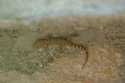 Turkish Gecko