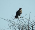 Long Legged Buzzard