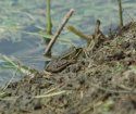 Marsh Frog