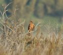 Montagu's Harrier