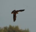 Montagu's Harrier