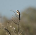 Masked Shrike